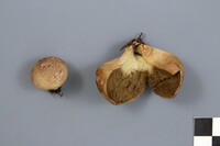 Lycoperdon nigrescens image